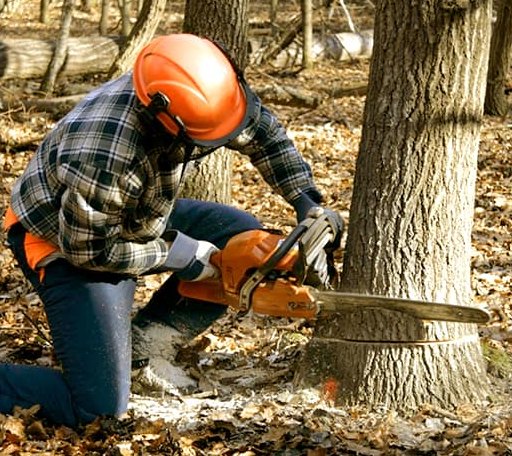 Tree Removal in Naperville, IL